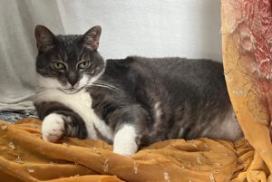 Dierencommunicatie – complete cursus met filmpjes