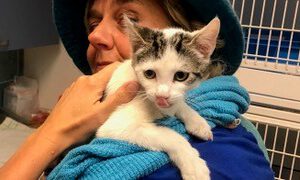 Healing voor mens en dier