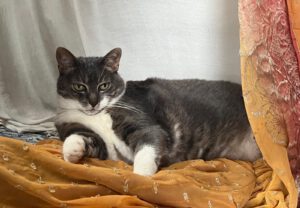 Workshop Dierencommunicatie