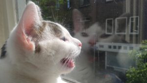 Workshop Dierencommunicatie